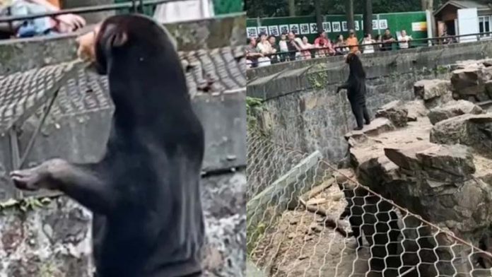 網友懷疑杭州動物園「站直」的馬來熊，是工讀生扮的。但園方表示，高溫40度天氣，穿個獸皮不用幾分鐘人就倒了。引自微博／時間視頻