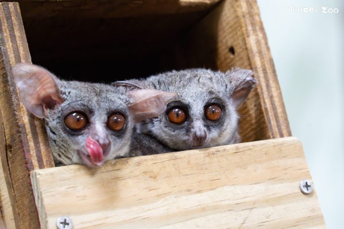 台北動物園迎新萌友！嬰猴5兄弟亮相夜行區　歡迎來打招呼！