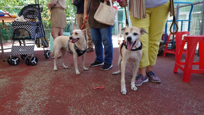 春節連假毛寶貝生病免擔心　新北市動物醫療服務不打烊　寵物也能安心過好年