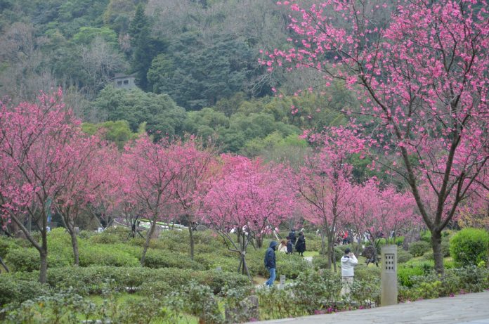 陽明山花季盛大開展　櫻花接力綻放迎春浪漫